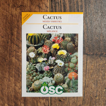 Cactus 'Mixed Varieties' 