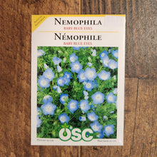 Némophile 'Baby Blue Eyes'