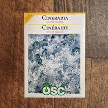 Cineraria Dusty Miller 