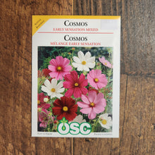 Cosmos 'Early Sensation' Mixed