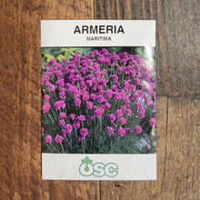 Armeria maritima 'Splendens' 