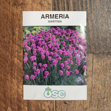 Armeria maritima 'Splendens' 