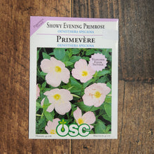 Evening Primrose 'Showy Evening Primrose'
