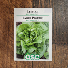 Laitue boston 'Buttercrunch'