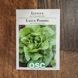 Lettuce 'Buttercrunch'