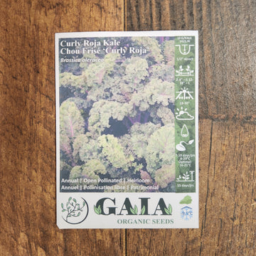 Chou frisé 'Curly Roja Kale' bio