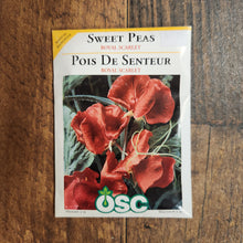 Sweet Pea 'Royal Scarlet'