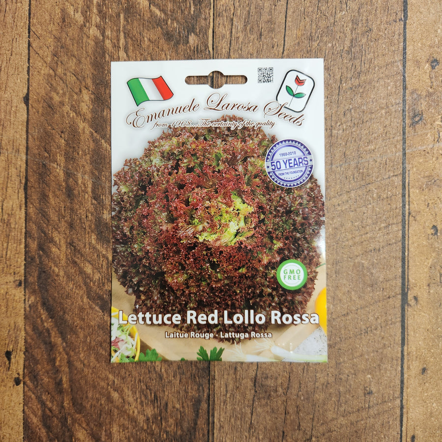 Laitue rouge 'Lollo Rossa'