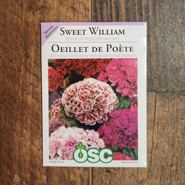 Sweet William 'Super Duplex Mixed'