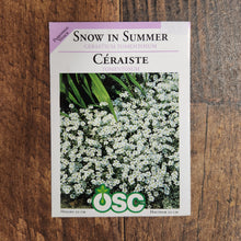 Cerastium 'Snow in Summer'