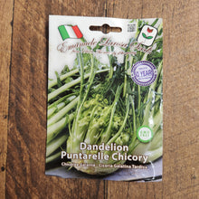 Late barese chicory 'Puntarelle di Galatina'