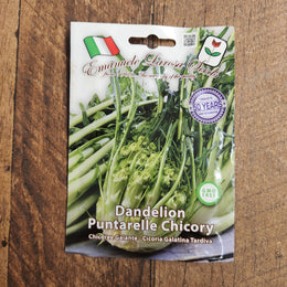 Late barese chicory 'Puntarelle di Galatina'