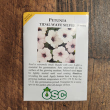 Pétunia tidal wave 'Silver'