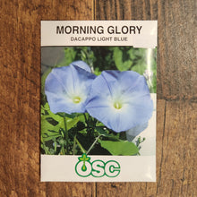Morning Glory 'Dacapo Light Blue’ 
