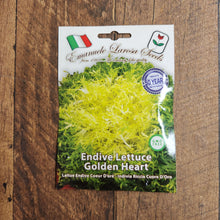 ‘Cœur d’Or’ endive (<em>Cichorium endivia</em>)