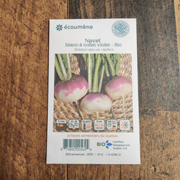 Organic White Turnip with Purple Collar