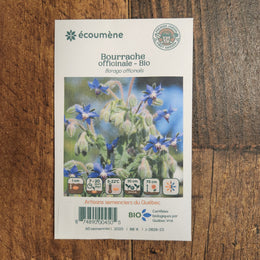 Bourrache officinale bio