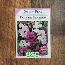 Sweet Pea 'Everlasting Mixed Colours'