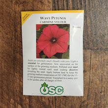 Pétunia Wave 'Carmine Velour'