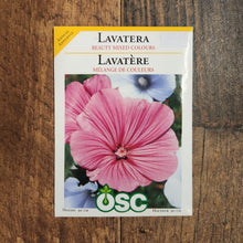 Lavatère 'Couleurs Mixtes'