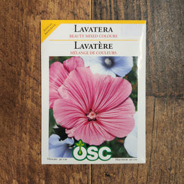 Lavatera 'Mixed Colors'