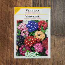 Verbena 'Florist’s Ideal Mix' 