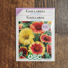 Gaillardia 'Grandiflora'