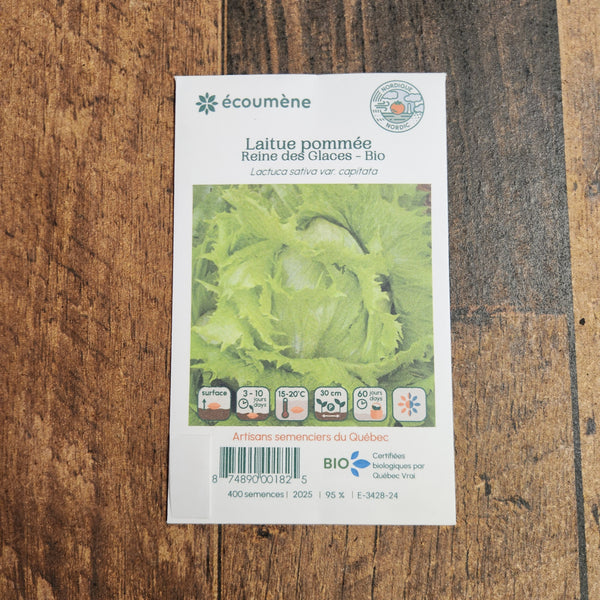 Laitue Pommée 'Reine des Glaces' bio