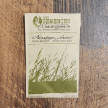 Gerard’s Beard-grass