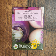 Organic white turnip with purple collar
