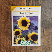 Tournesol 'Sorbet Citron'