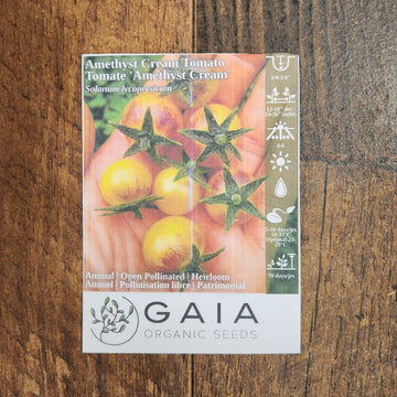 Tomato 'Amethyst Cream' Organic 