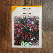 Lobelia 'Cascade Mix'