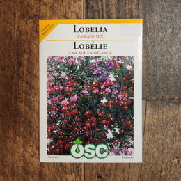 Lobélie 'Mélange en cascade'