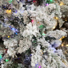 Sapin Chamonix