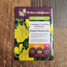 Common Evening Primrose