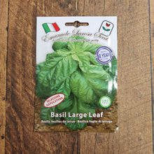 Large-leaved basil 'Foglia di Lattuga'