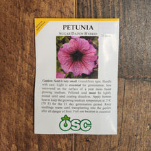 Pétunia grandiflora 'Sugar Daddy'