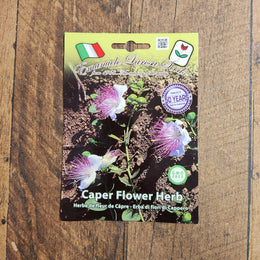 Herbe à fleurs de câpre