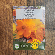 Cosmos sulfureux bio