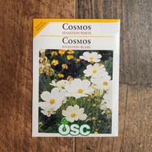 White Cosmos 'Sensation' 