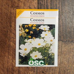 White Cosmos 'Sensation' 