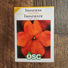Impatiens ‘Imara XDR Orange’