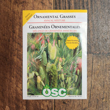 Herbe ornementale 'Mélange annuelle'