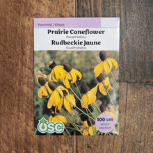 Echinacea dwarf Yellow