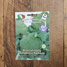 Brocoli 'Calabrese Precoce'