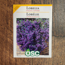 Lobelia 'Trailing Sapphire'