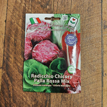 Chicory 'Radicchio Palla Rossa 2 Winter'
