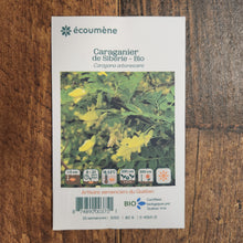 Organic Siberian Caragana