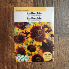 Rudbeckia 'Chocolate-Orange'